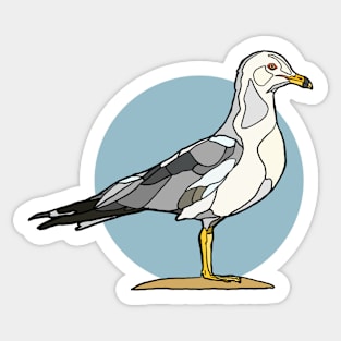 Ringed Billed Gull Sticker